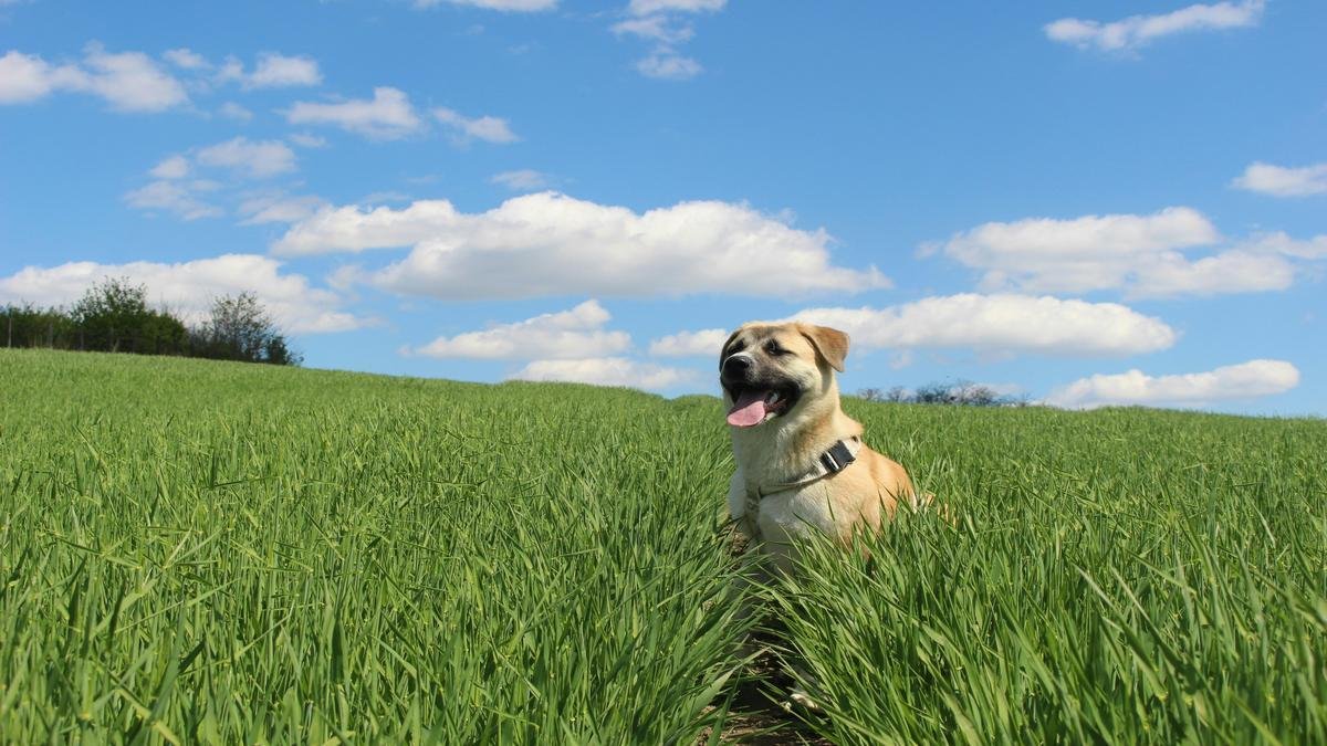 Happier pets with tricks that work.